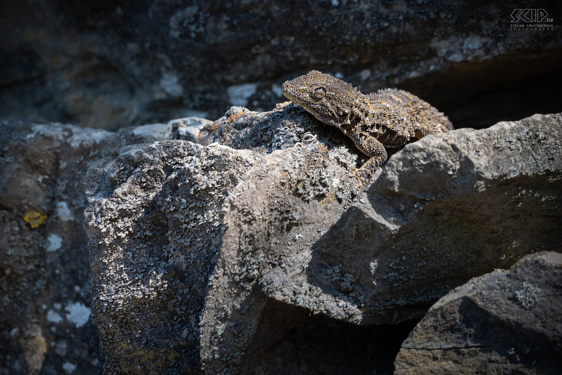 Cinque Terre - Sentiero Azzuro - Muurgekko Tijdens onze wandeling vanuit Vernazza naar Monterosso ontdekten we een goed gecamoufleerde muurgekko (Tarentola mauritanica), een hele mooi waarneming. Stefan Cruysberghs